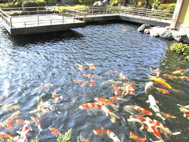 すみよし館の庭園