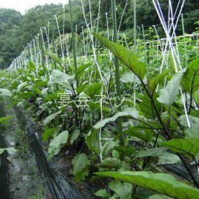 自家栽培の野菜 - 温泉旅館　天然温泉石道