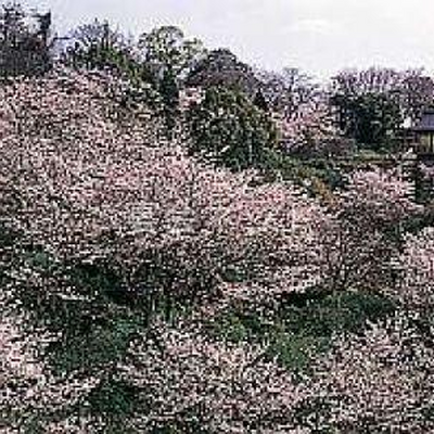 桜 - 旅館　城山荘
