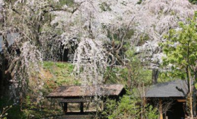 桜 - 多郎兵衛旅館