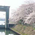桜 - 屋形船　網さだ