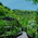 私設のつり橋 - 白骨温泉 山水観湯川荘